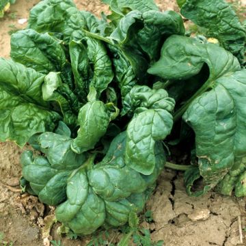 Spinach Viroflay Giant - Vilmorin seeds