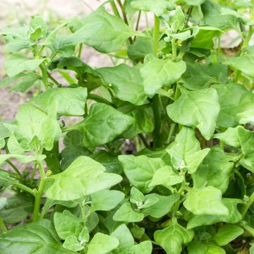 New Zealand Spinach - Tetragone - Tetragonia tetragonioides