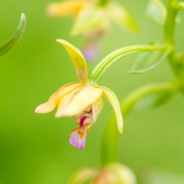 Epipactis palustris, Orchidée des marais