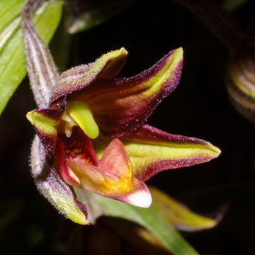 Epipactis gigantea - Helleborine