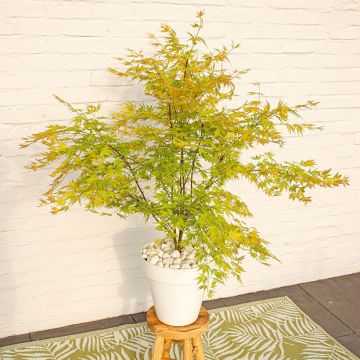 Acer Orange Lace - Japanese Maple