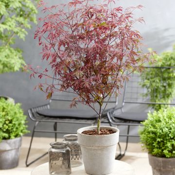 Acer palmatum Royal Garnet