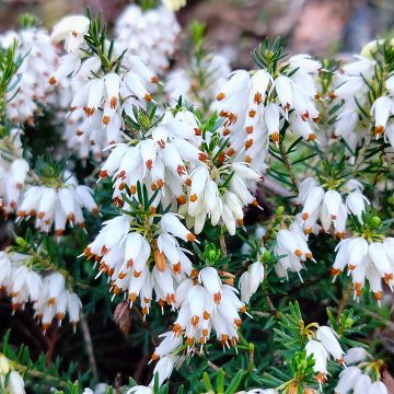 Erica carnea 'Snow Queen'