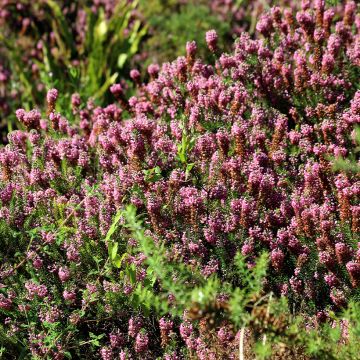 Erica vagans 'Diana Hornibrook'