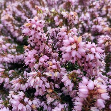 Erica x darleyensis Spring Surprise, bruyère