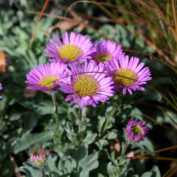 Erigeron glaucus Sea Breeze - Vergerette glauque