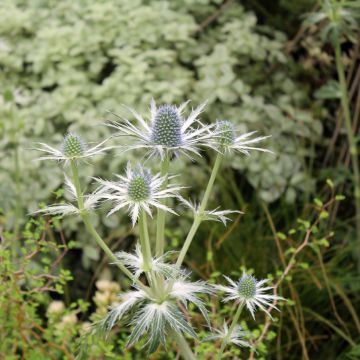 Eryngium Jos Eijking® - Panicaut