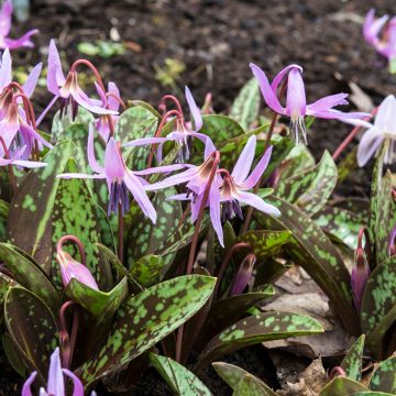 Erythronium dens-canis Rose Queen - Dogtooth violet