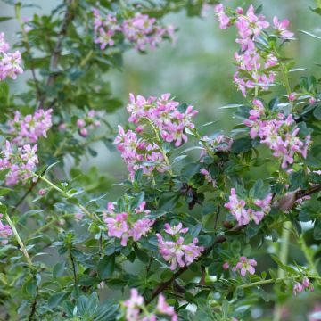 Escallonia virgata Apple Blossom