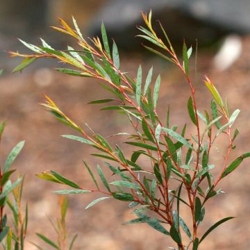 Eucalyptus moorei var. moorei