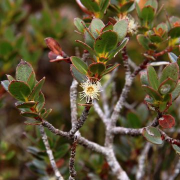 Eucalyptus vernicosa - Varnished Gum