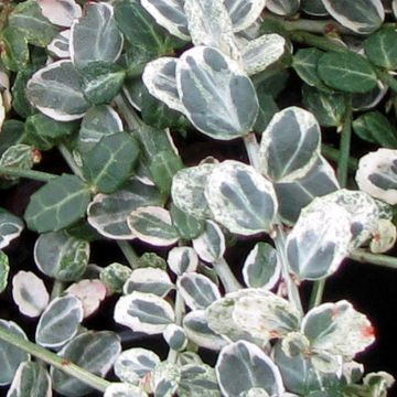 Euonymus fortunei 'Heins Silver' SILVER CARPET - Spindle