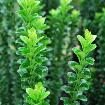 Euonymus japonicus Green Rocket - Japanese Spindle