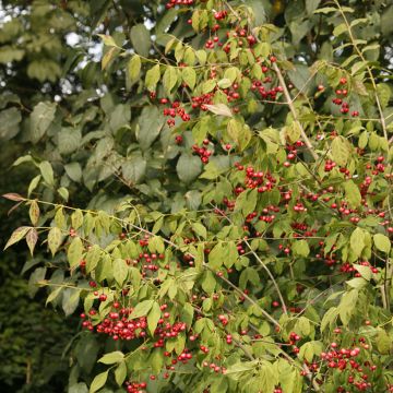 Euonymus oxyphyllus - Korean spindle tree