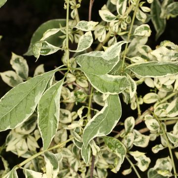 Euonymus phellomanus Silver Surprise