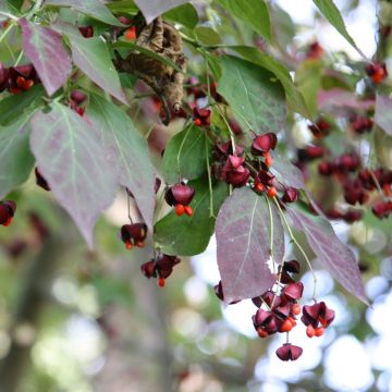 Euonymus  planipes, sachalinensis 