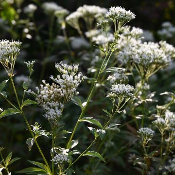 Eupatorium Bartered Bride - Eupatoire