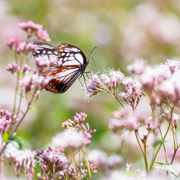 Eupatorium fistulosum Atropurpureum, Eupatoire