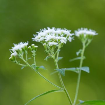 Eupatorium rugosum, Eupatoire