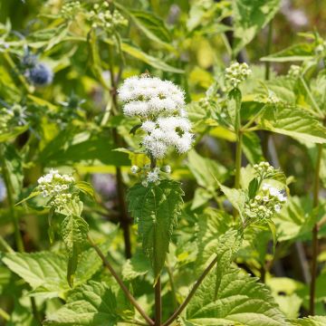 Eupatorium rugosum braunlaub ou Ageratina altissima