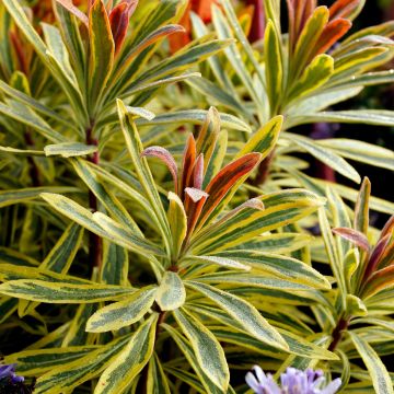 Euphorbia amygdaloides Ascot Rainbow - Euphorbe de Martin