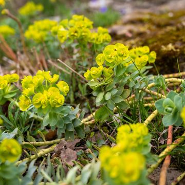 Euphorbia nicaeensis - Spurge