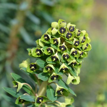 Euphorbe, Euphorbia characias Black Pearl