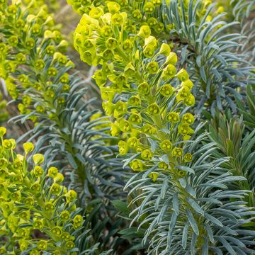 Euphorbe characias Humpty Dumpty - Euphorbe arbustive Humpty Dumpty - Euphorbe des garrigues Humpty Dumpty