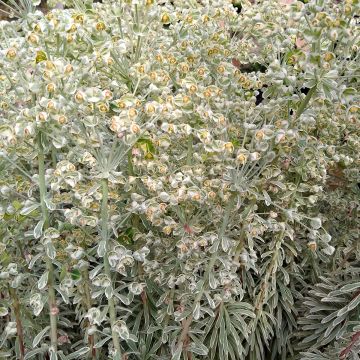 Euphorbe characias Wilcott (Silver Swan)