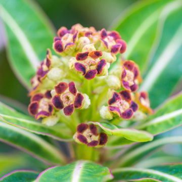 Euphorbia mellifera - Spurge