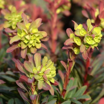 Euphorbia amygdaloides Purpurea - Spurge