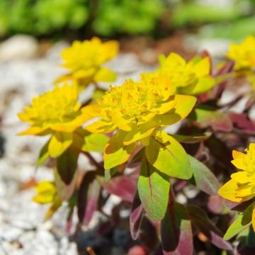 Euphorbia polychroma Bonfire - Spurge