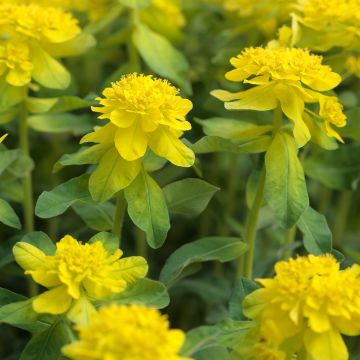 Euphorbia polychroma - Spurge