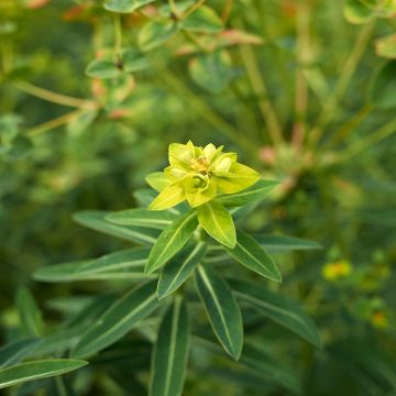 Euphorbia schillingii - Euphorbe schillingii