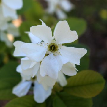 Exochorda racemosa Magical Springtime ® ('Kolmaspri')