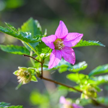 Rubus spectabilis Pacific Rose 