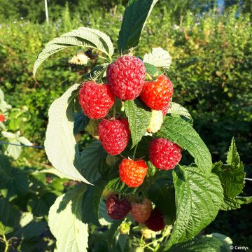 Raspberry Autumn Fleshy - Rubus idaeus