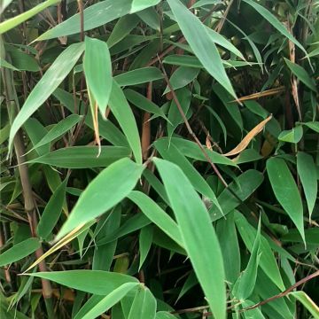 Fargesia Malachite Monkeys - Non-running bamboo