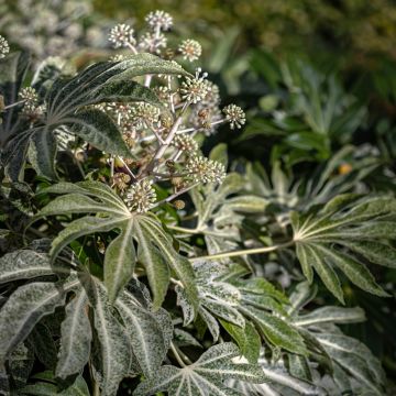 Fatsia japonica Spiders Web - Variegated False Aralia