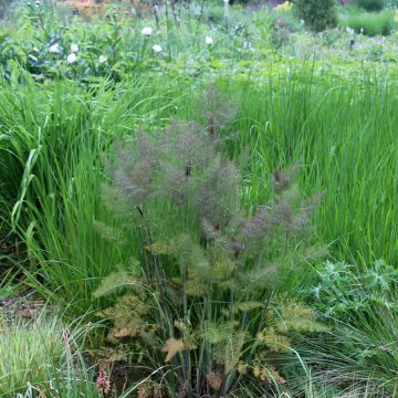 Fenouil, Foeniculum vulgare Giant Bronze