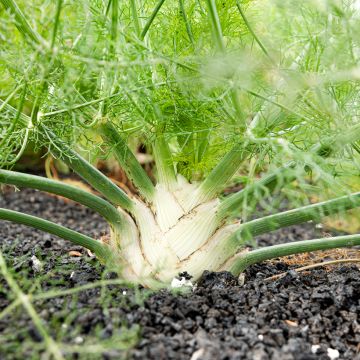 Organic Fennel Early Summer Sweet - Ferme de Sainte Marthe seeds - Foeniculum dulce