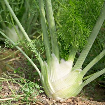 Foeniculum officinalis 'Romanesco'