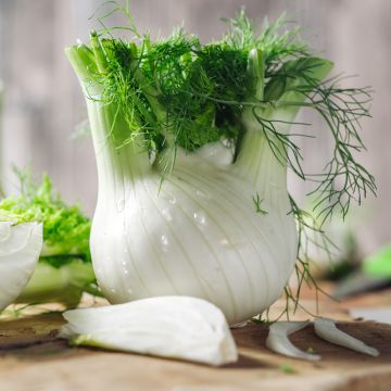 Selma Fennel - Foeniculum dulce