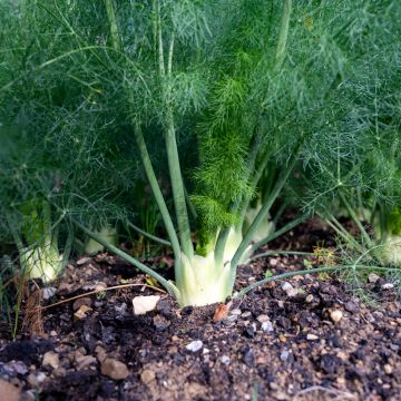 Fennel Selma (untreated) - Ferme de Sainte Marthe seeds - Foeniculum dulce