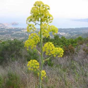 Ferula communis - Giant Fennel