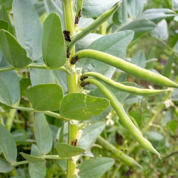 Broad bean Express