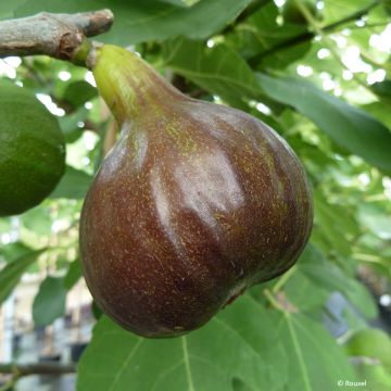 Ficus carica Bornholm's Diamant - fig