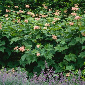 Filipendula camtschatica - Reine des Près