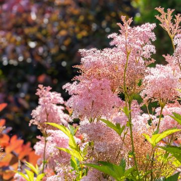 Filipendula rubra Venusta - Reine des Près