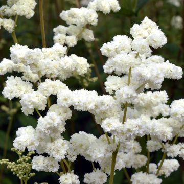 Filipendula ulmaria Plena - Reine des Prés à fleurs doubles